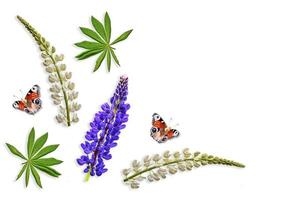 lupines beautiful flowers on a white background photo