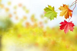 Autumn landscape. Beautiful  leaves. Colorful trees photo