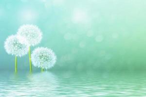 Fluffy dandelion flower against the background of the summer landscape. photo