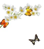 branch of jasmine flowers and butterflies photo