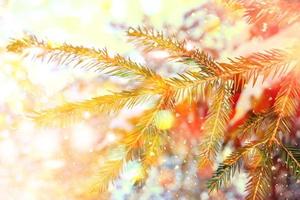 forest in the frost. Winter landscape. Snow covered trees. photo