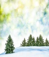 forest in the frost. Winter landscape. Snow covered trees. photo