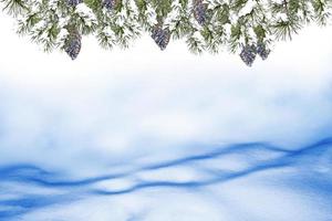 Frozen winter forest with snow covered trees. photo