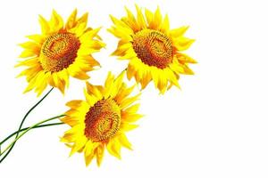 colorful sunflower isolated on a white background photo