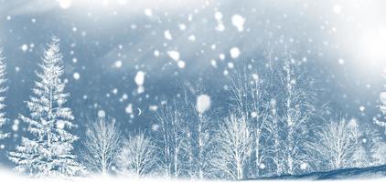 Frozen winter forest with snow covered trees. photo