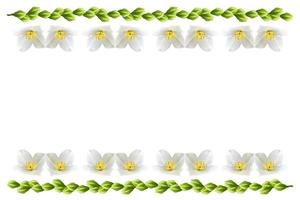 branch of jasmine flowers isolated on white background photo
