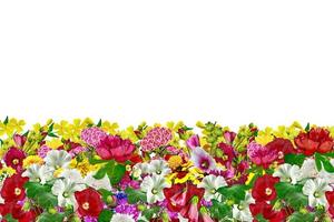 flowers isolated on white background photo