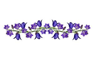 blue flowers campanula isolated on white background photo