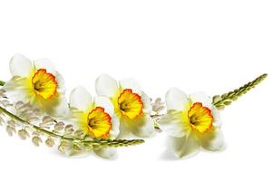 spring flowers narcissus isolated on white background photo