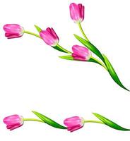 spring flowers tulips isolated on white background. photo