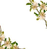 Flowering branch of apple isolated on a white background. Spring photo