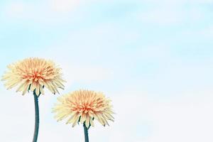 Fluffy dandelion flower against the background of the summer landscape. photo