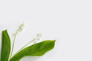 Lily of the valley flower photo