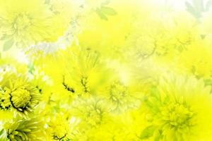 abstract background of flowers chrysanthemum photo