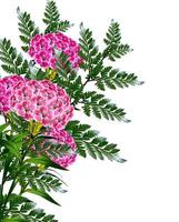 bouquet of flowers carnation isolated on white background photo