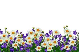 field daisy flowers and bells isolated on white background photo