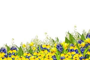 Beautiful flowers isolated on white background. Floral background. photo