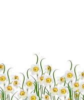 spring flowers narcissus isolated on white background photo