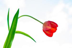 Bright and colorful flowers tulips photo