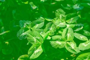 hojas de trébol verde en un paisaje de verano de fondo foto