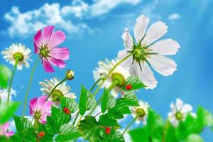 daisy flowers on blue sky background photo