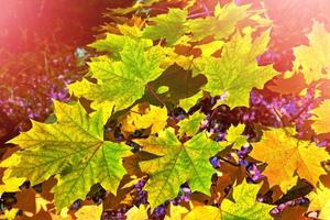 autumn landscape with bright colorful foliage. Indian summer. photo