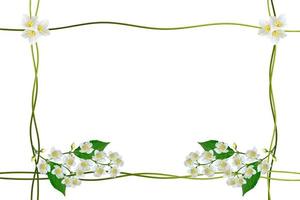 branch of jasmine flowers isolated on white background. spring photo