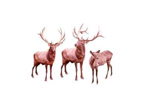 Wild animals reindeers isolated on white background. photo