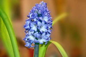 Bright and colorful flower of hyacinth photo