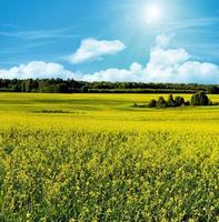 Yellow rapeseed field and blue sky, a beautiful spring landscape photo