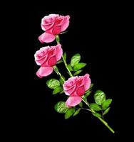 flower buds of roses isolated on black background photo
