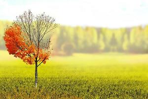 paisaje de otoño hermosos y coloridos árboles de otoño en el parque foto