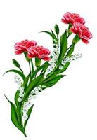 Bouquet of flowers carnation. Flowers isolated on white background. photo