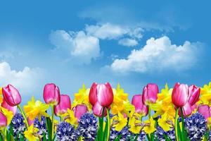 Spring flowers on a background of blue sky with clouds photo