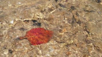 Ein braunes Blatt, das im Meer schwimmt, mit klarem Wasser mit Sand- und Sonnenreflexion als Hintergrund. braune Blätter, die auf dem Meer schwimmen. einsames Blatt video