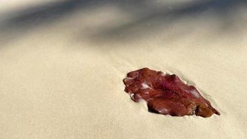 Close up of brown color leaf on the sand beach seashore. dry leaves on the beach. video