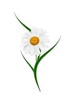 daisies summer white flower isolated on white background photo