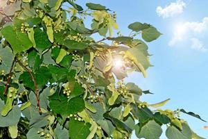 Summer landscape. Background of linden flowers and blue sky with clouds photo