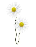daisies summer  flower isolated on white background photo