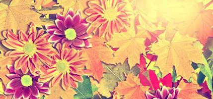 abstract background of autumn leaves photo