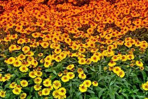 Colorful bright flowers Echinacea against the background of the summer landscape. photo