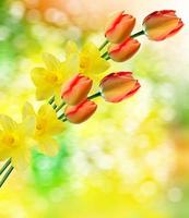 hermosas flores de primavera narcisos. tulipán rojo foto