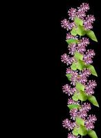 spring flowers  lilac isolated on black background photo