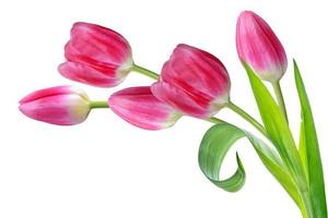 spring flowers tulips photo