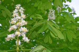 Bright and colorful flowers chestnut photo