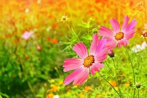 Colorful cosmos flowers on a background of summer landscape. photo