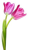 spring flowers tulips isolated on white background photo