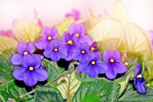 ramo de flores de colores de violetas. foto