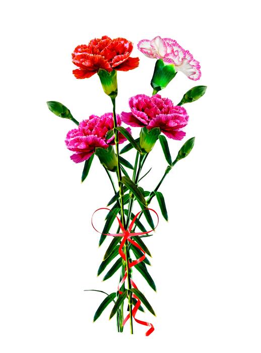 Carnation Bouquet Stock Photos, Images and Backgrounds for Free Download