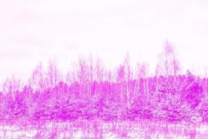 bosque de invierno congelado con árboles cubiertos de nieve. foto